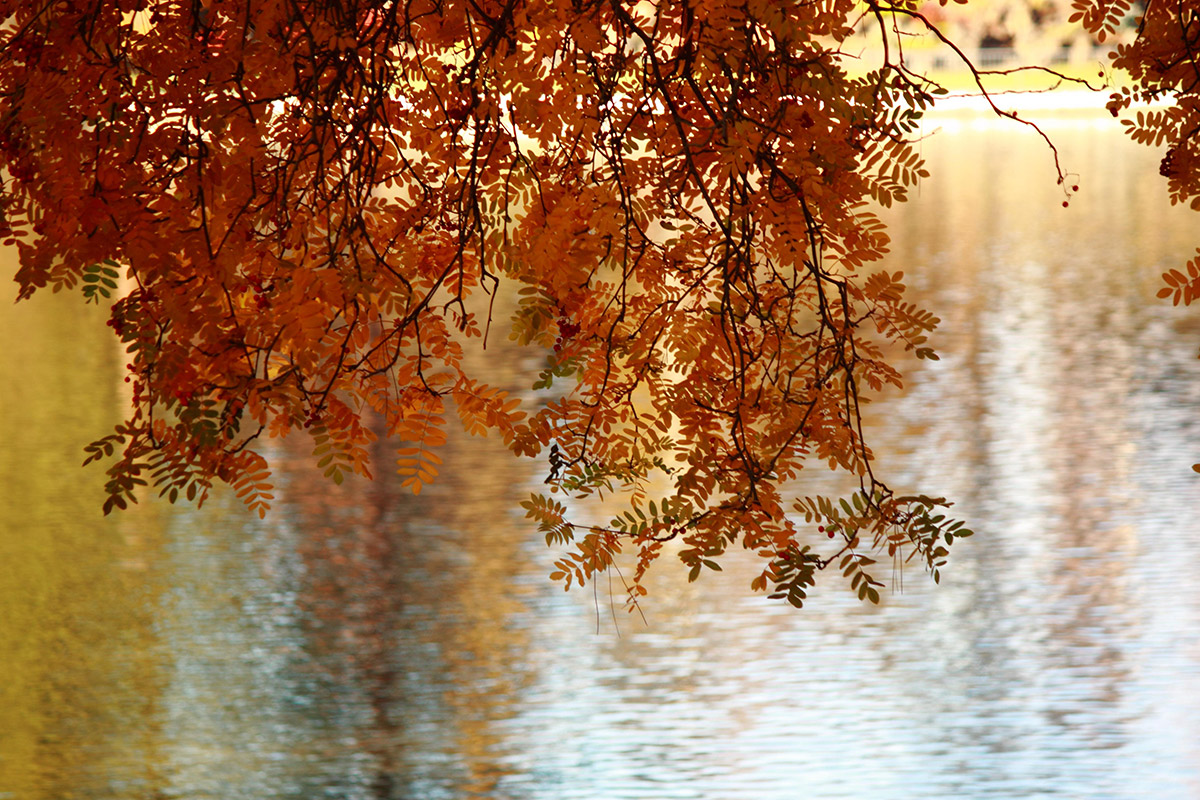 fall branches over water